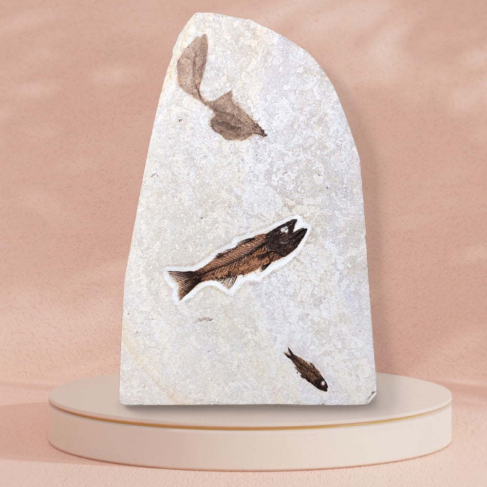 Fisch Mioplosus labracoides und Knightia aus dem Eozän