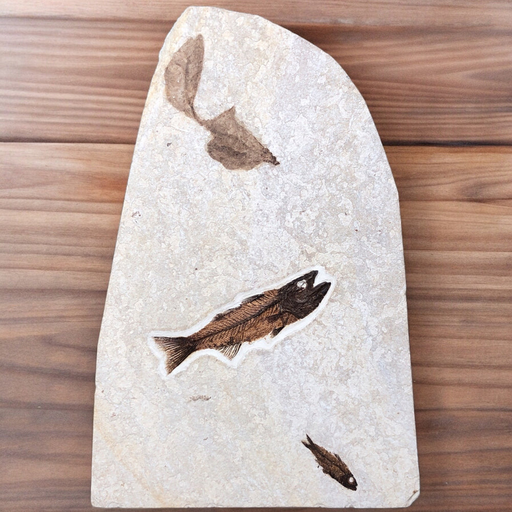 Fisch Mioplosus labracoides und Knightia aus dem Eozän