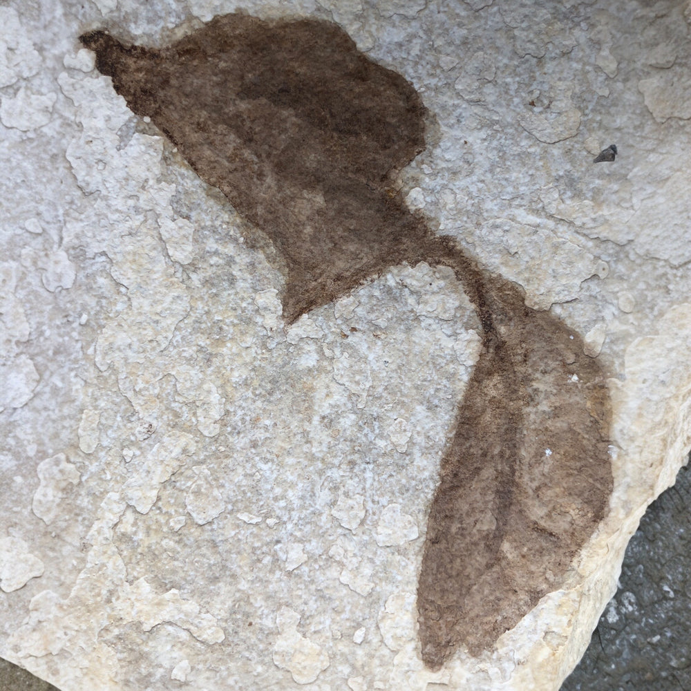 Fisch Mioplosus labracoides und Knightia aus dem Eozän
