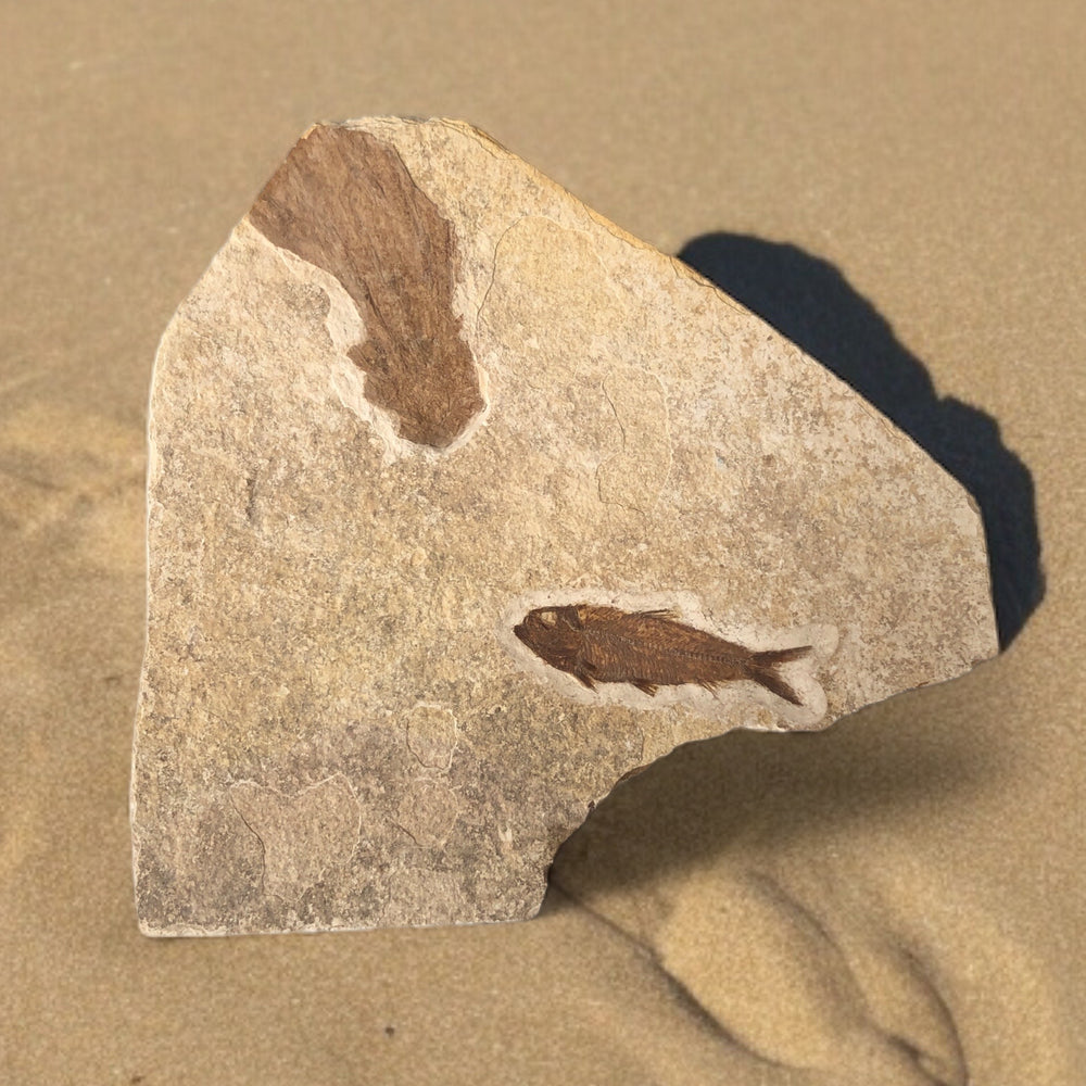 Fisch Knightia mit Palmenholz aus dem Eozän