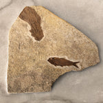 Fisch Knightia mit Palmenholz aus dem Eozän