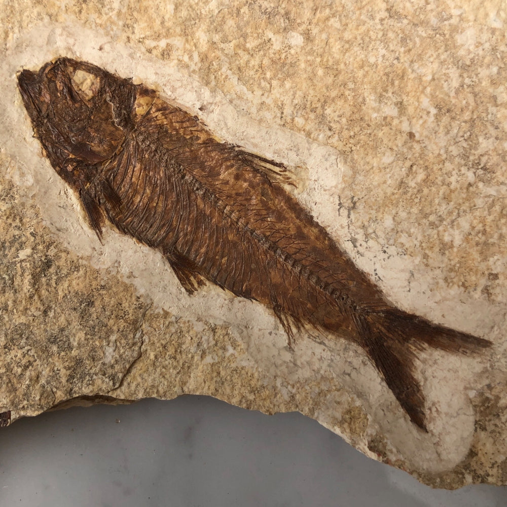Fisch Knightia mit Palmenholz aus dem Eozän