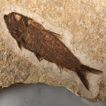 Fisch Knightia mit Palmenholz aus dem Eozän