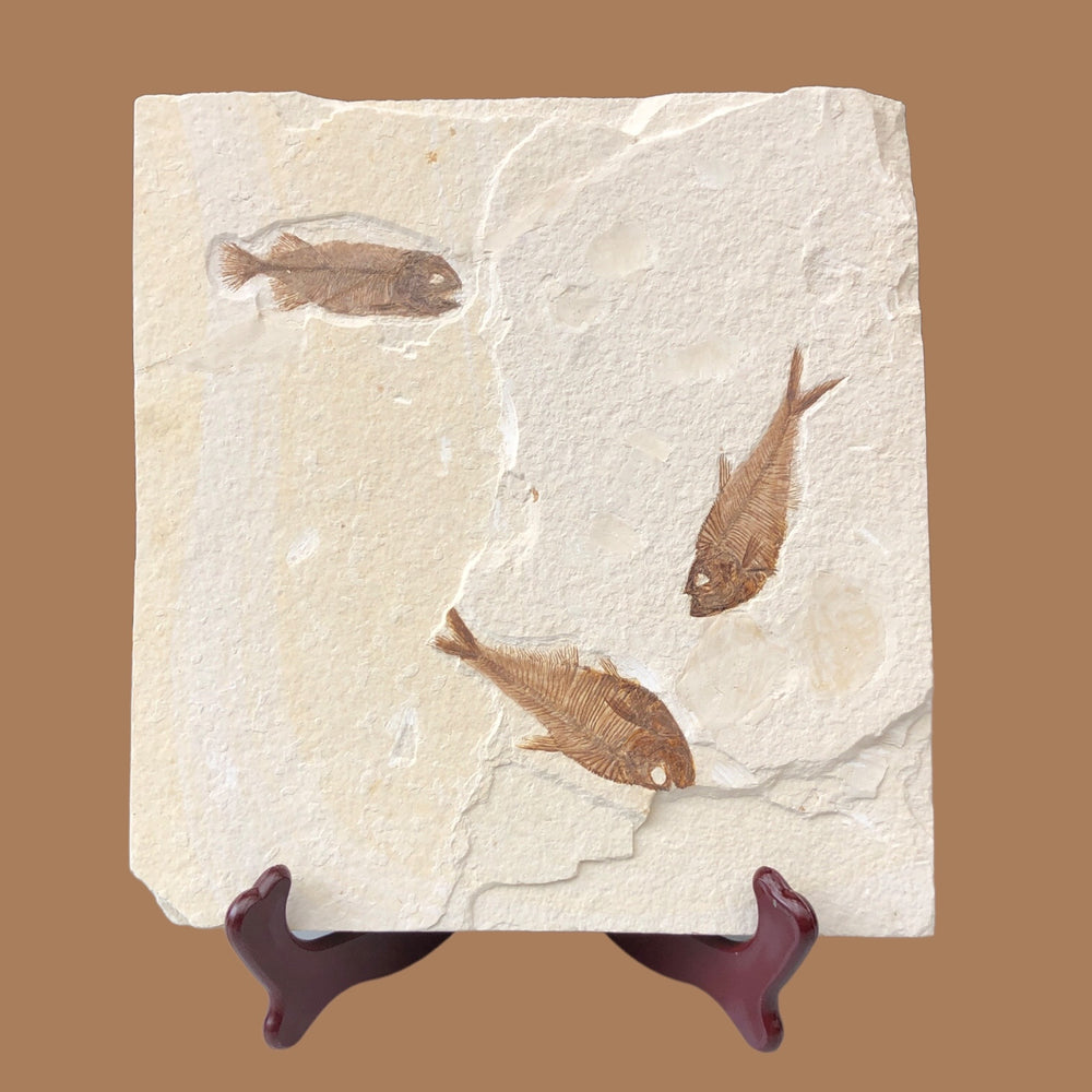 Ständer zur Präsentation Ihres Fossils "Mittel"