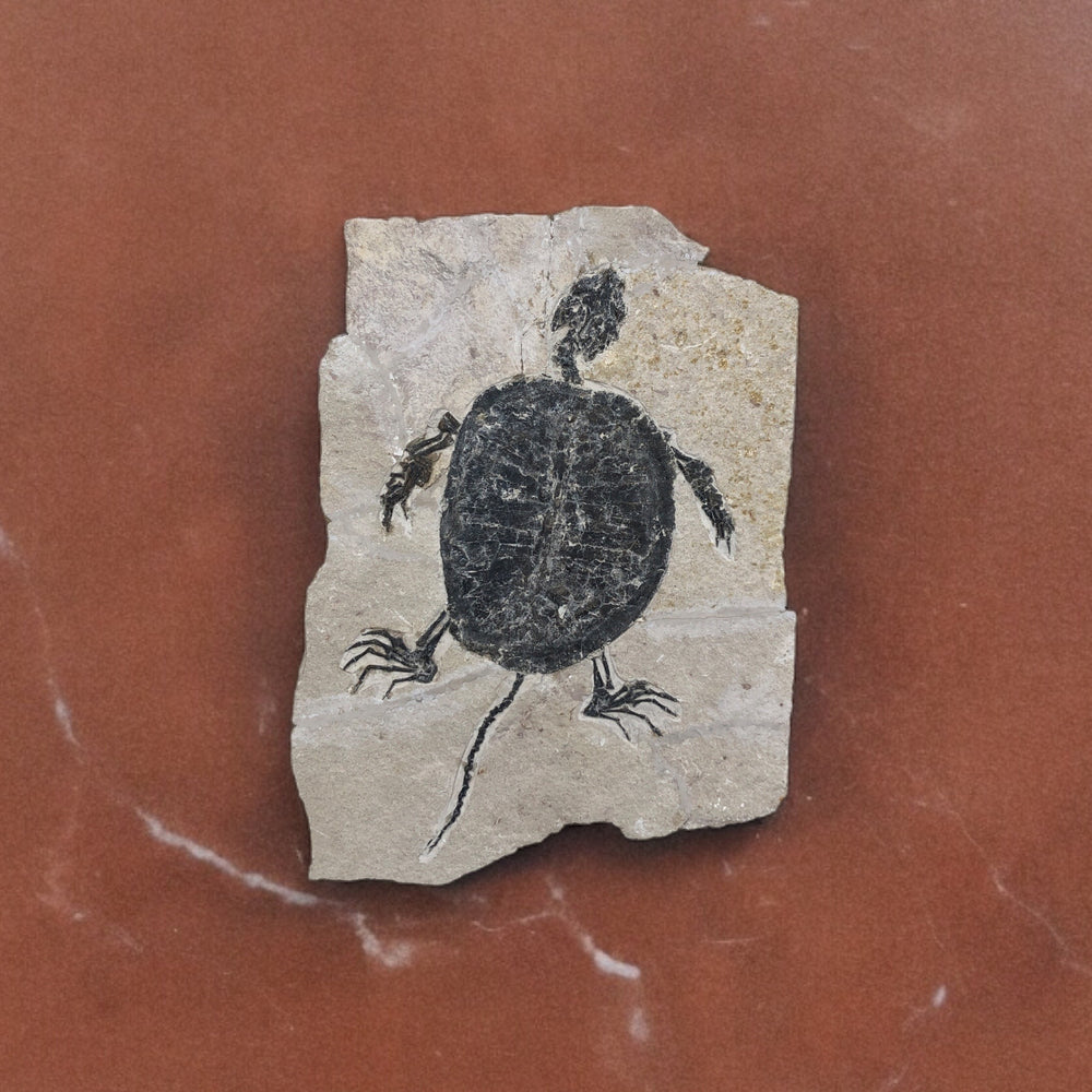 Schildkröte Manchurochelys aus der Unterkreide mit Röntgenaufnahme