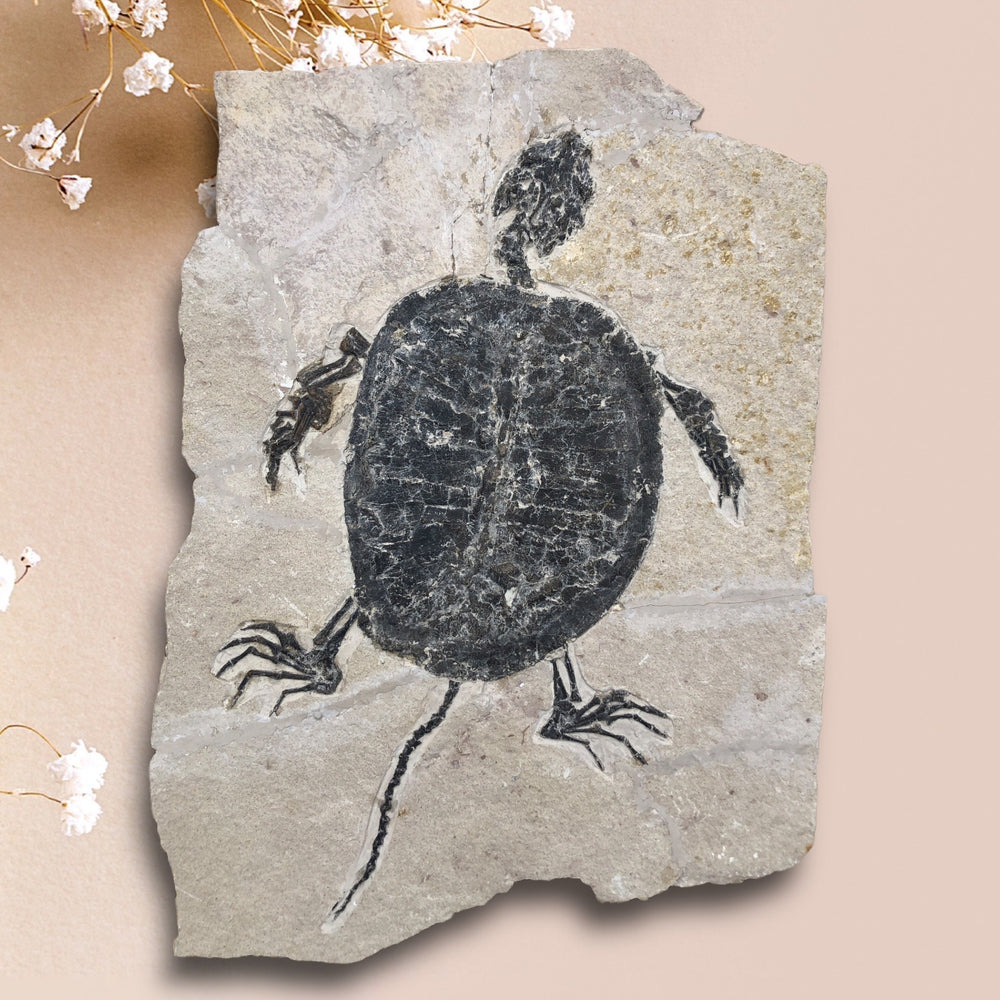 Schildkröte Manchurochelys aus der Unterkreide mit Röntgenaufnahme