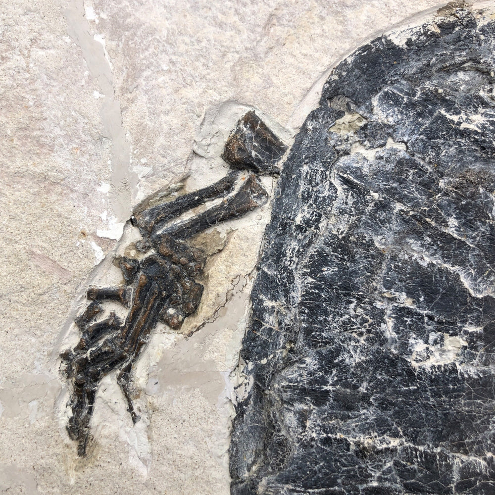 Schildkröte Manchurochelys aus der Unterkreide mit Röntgenaufnahme