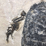 Schildkröte Manchurochelys aus der Unterkreide mit Röntgenaufnahme