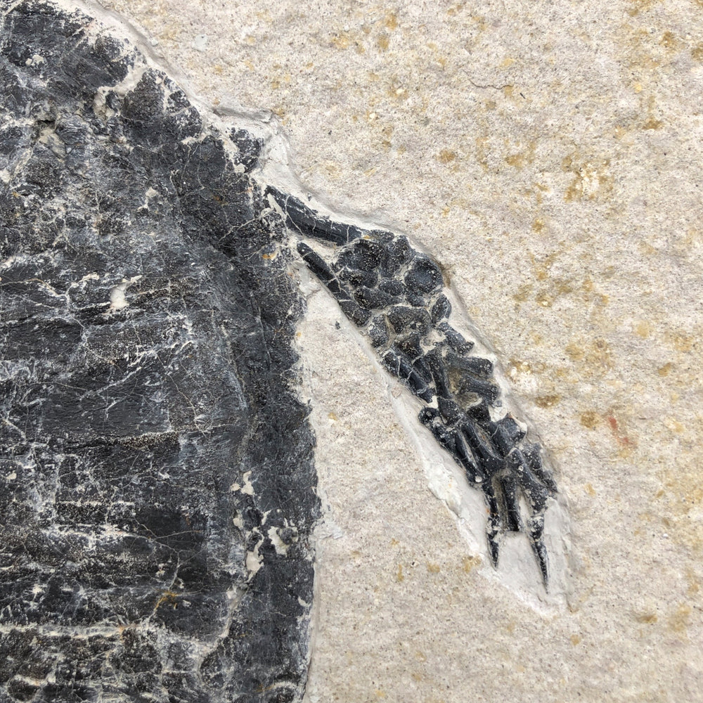 Schildkröte Manchurochelys aus der Unterkreide mit Röntgenaufnahme