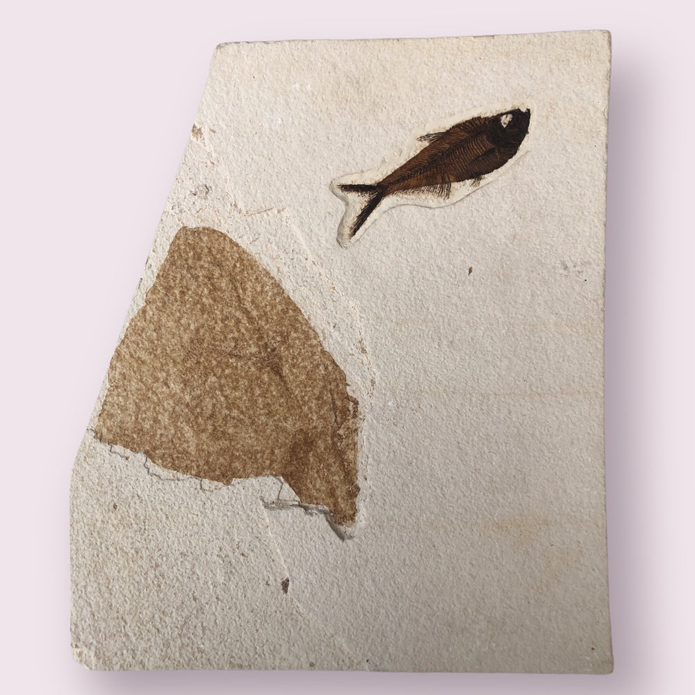 Fisch Diplomystus mit Seerosenblatt aus dem Eozän