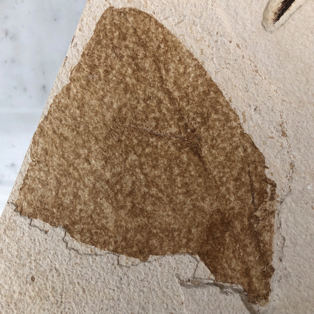 Fisch Diplomystus mit Seerosenblatt aus dem Eozän