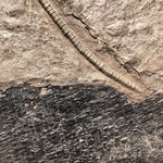 Seelilie Pentacrinus subangularis aus dem Jura von Holzmaden