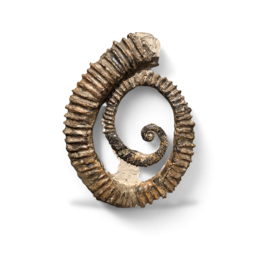 Ammonit Aegocrioceras raricostatum aus der Kreide von Hannover