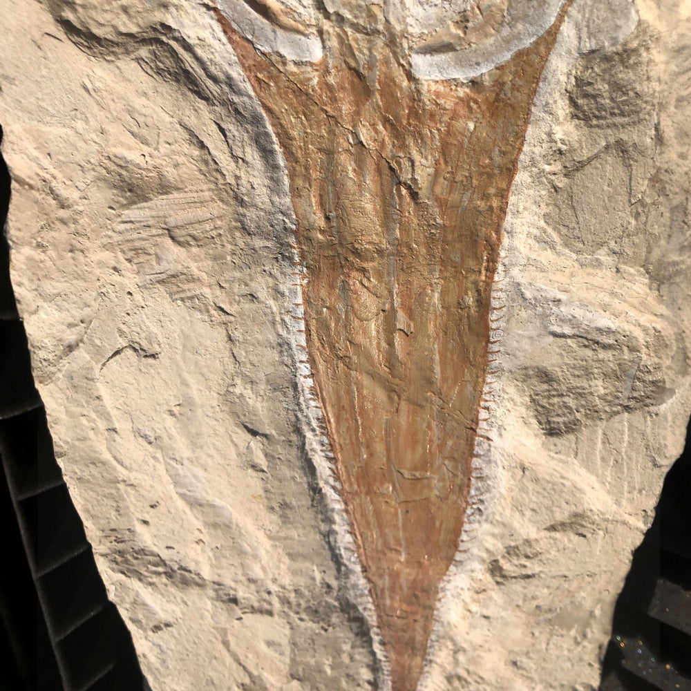 Sägerochen Libanonpristis hiram aus der Kreidezeit