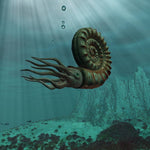 Ammonit Aegocrioceras raricostatum aus der Kreide von Hannover
