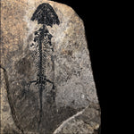 Amphib Discosauriscus pulcherrimus aus dem Perm