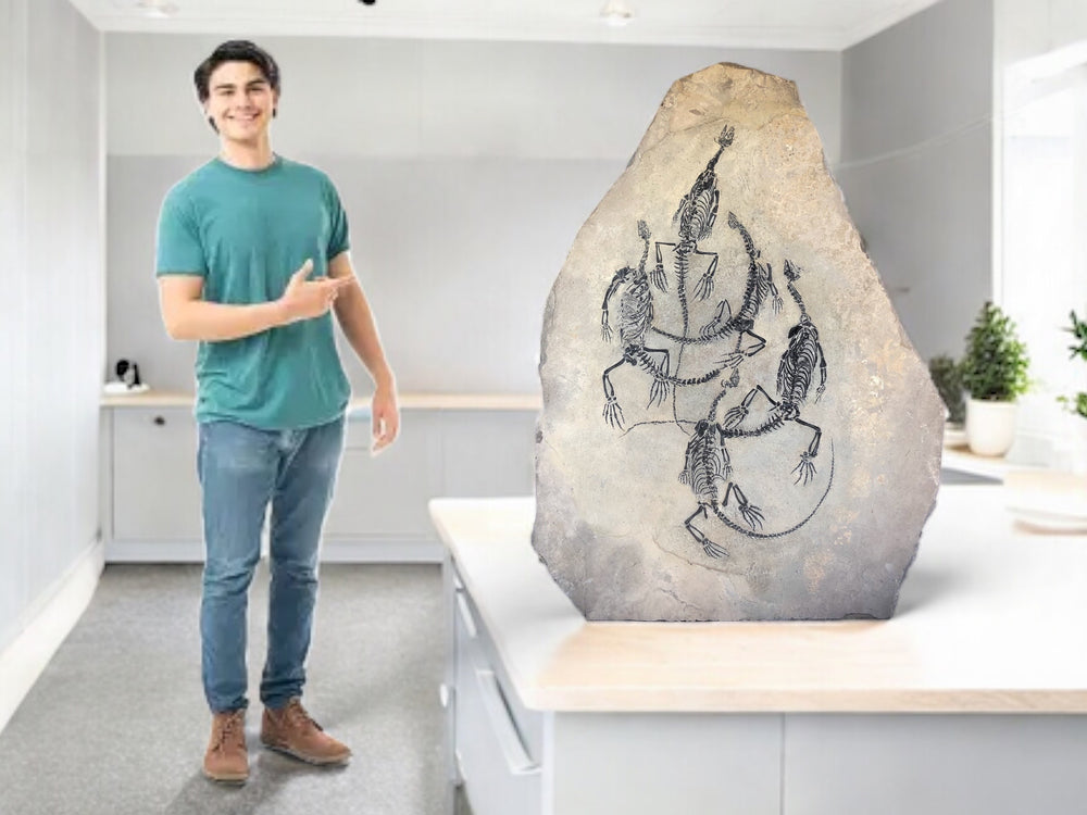 Claudiosaurus germaini aus dem Perm
