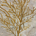 Pflanze Brachyphyllum aus dem Jura von Solnhofen