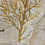 Pflanze Brachyphyllum aus dem Jura von Solnhofen