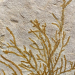 Pflanze Brachyphyllum aus dem Jura von Solnhofen
