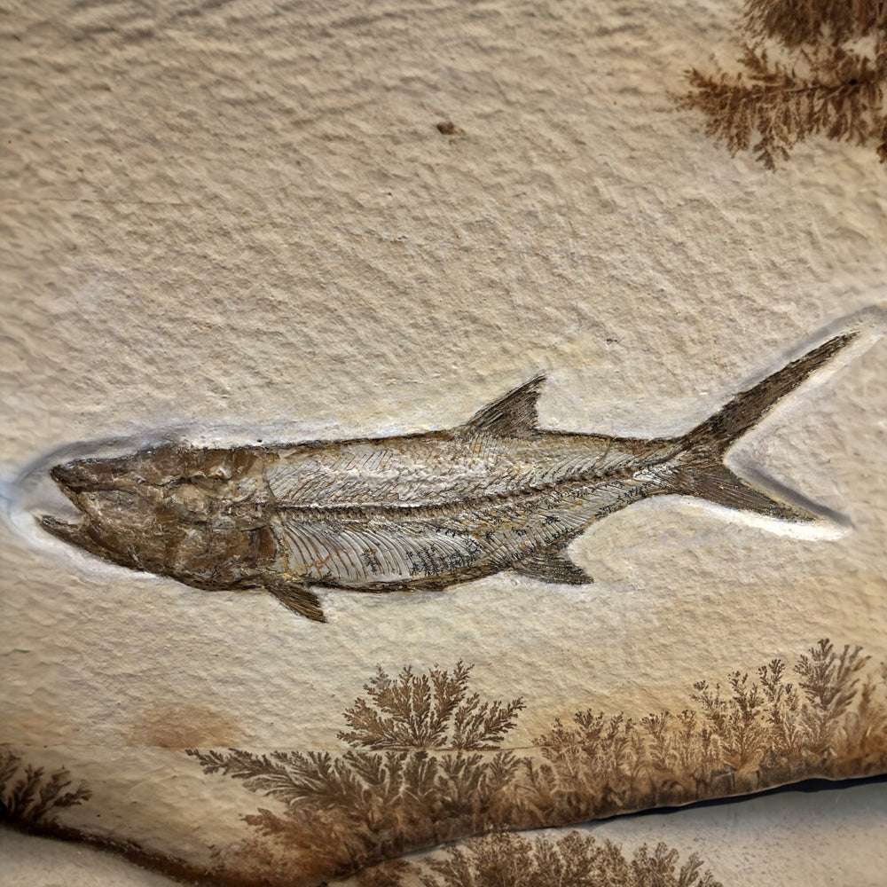 Fisch Thrissops aus dem Jura von Solnhofen