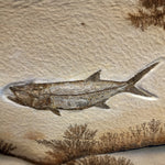 Fisch Thrissops aus dem Jura von Solnhofen