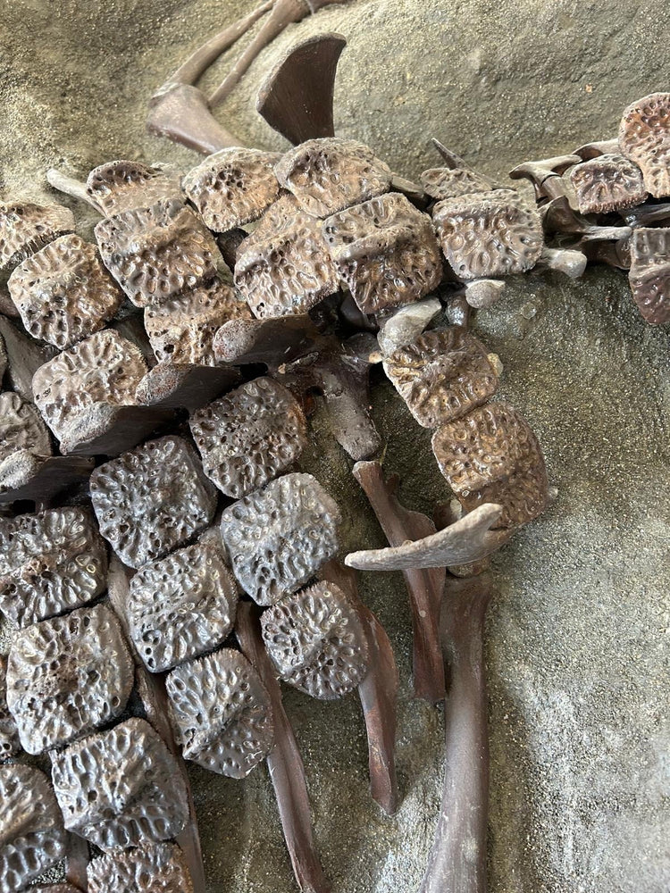 Alligator aus dem Pleistozän von Florida