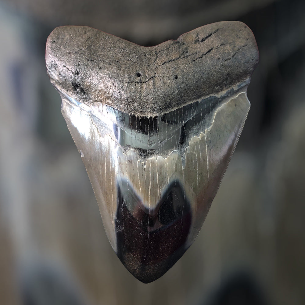 Zahn Megalodon Riesenhai aus dem Pliozän