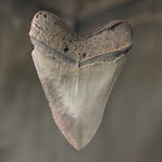 Zahn Megalodon Riesenhai aus dem Pliozän