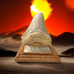 Zahn Megalodon Riesenhai aus dem Pliozän