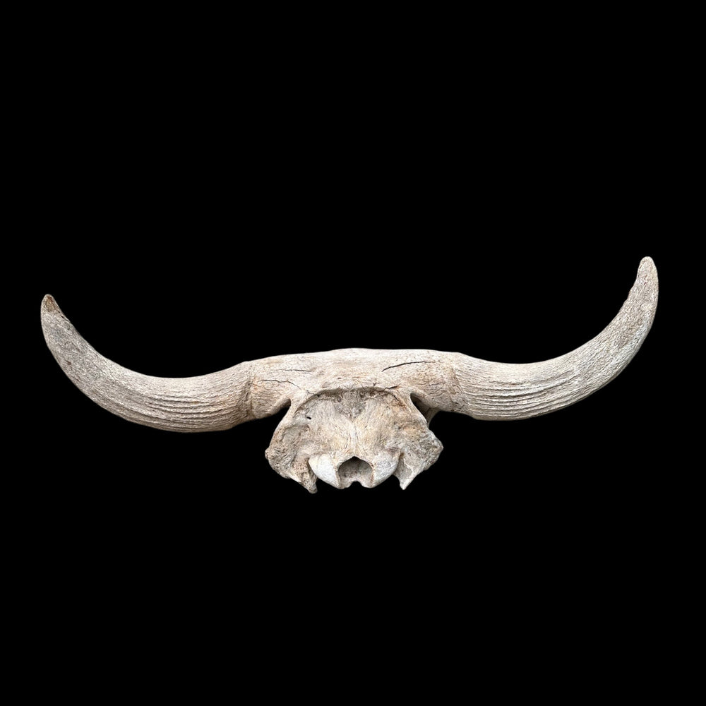 Schädel Bison priscus aus dem Pleistozän