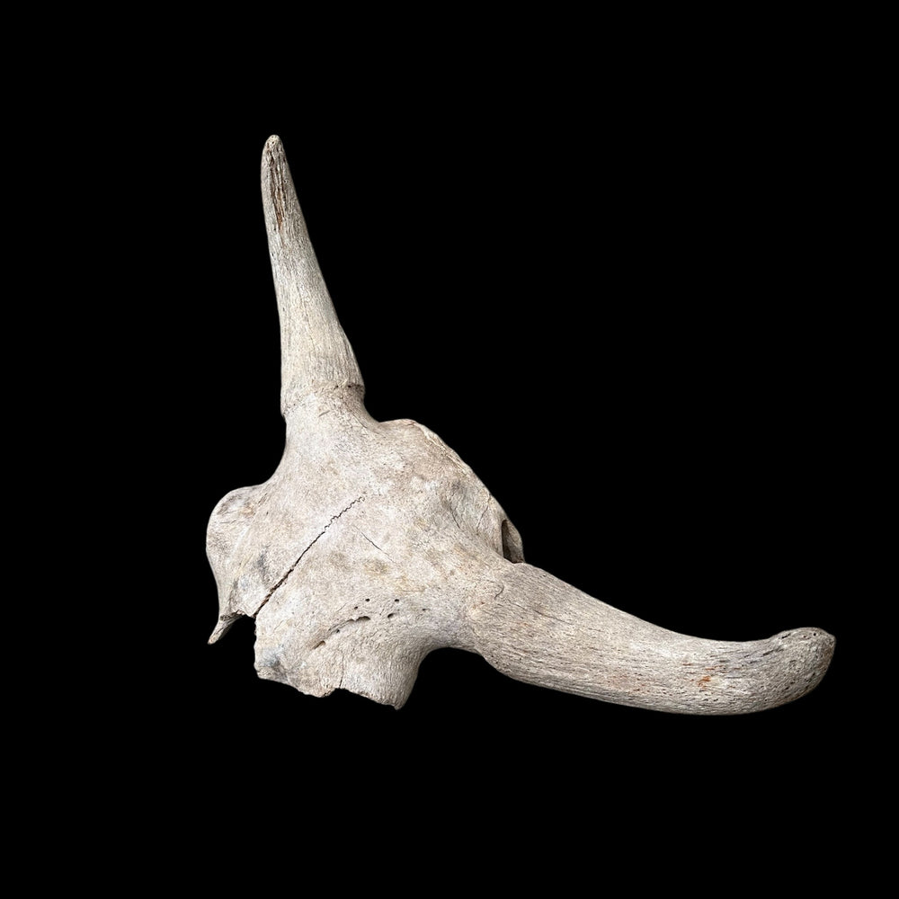 Schädel Bison priscus aus dem Pleistozän