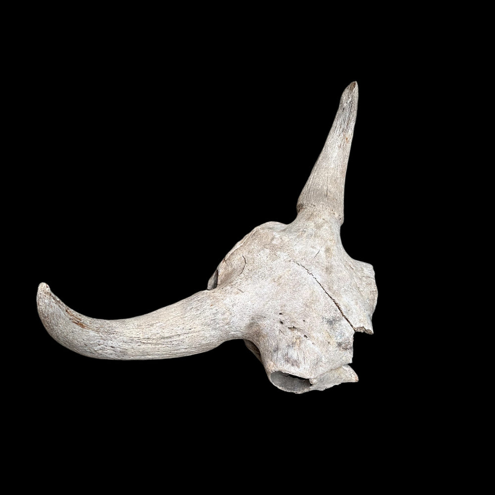 Schädel Bison priscus aus dem Pleistozän