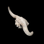 Schädel Bison priscus aus dem Pleistozän