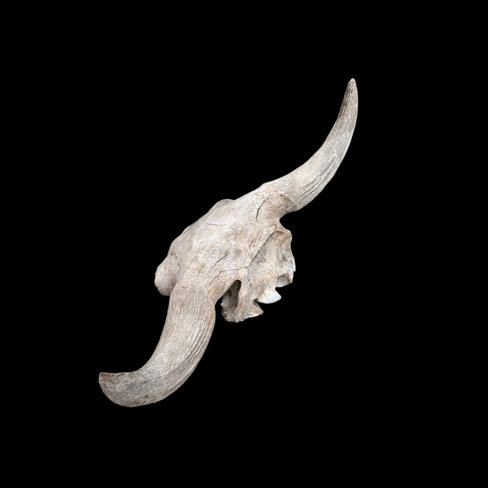 Schädel Bison priscus aus dem Pleistozän