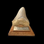 Zahn Megalodon Riesenhai aus dem Pliozän