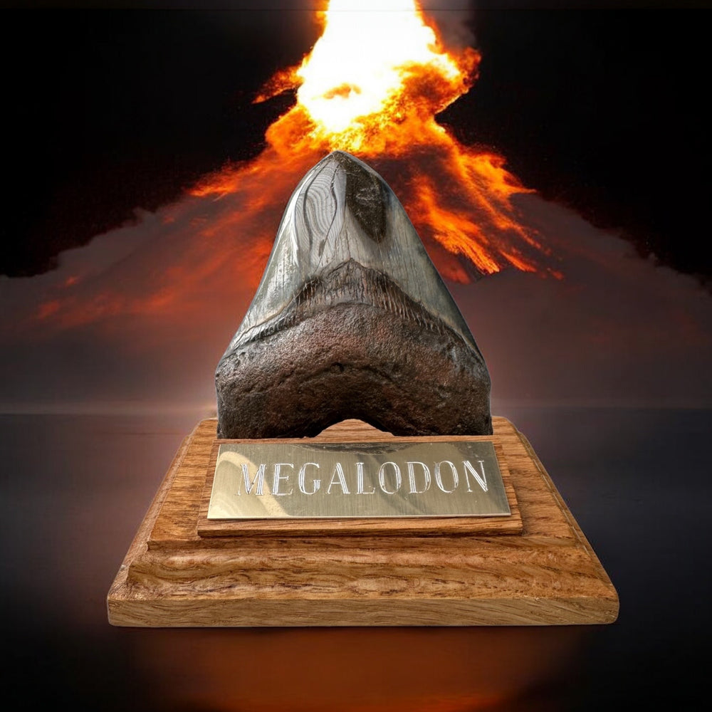 Zahn Megalodon Riesenhai aus dem Pliozän