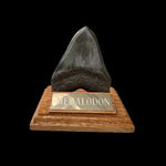 Zahn Megalodon Riesenhai aus dem Pliozän
