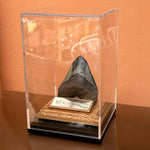 Zahn Megalodon Riesenhai aus dem Pliozän