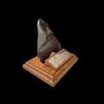 Zahn Megalodon Riesenhai aus dem Pliozän