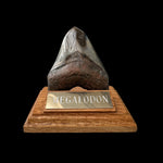 Zahn Megalodon Riesenhai aus dem Pliozän