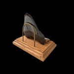 Zahn Megalodon Riesenhai aus dem Pliozän