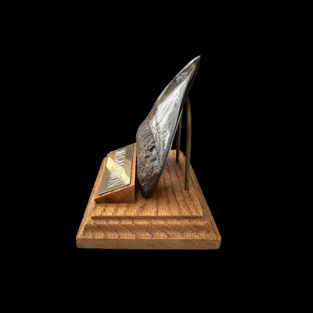 Zahn Megalodon Riesenhai aus dem Pliozän