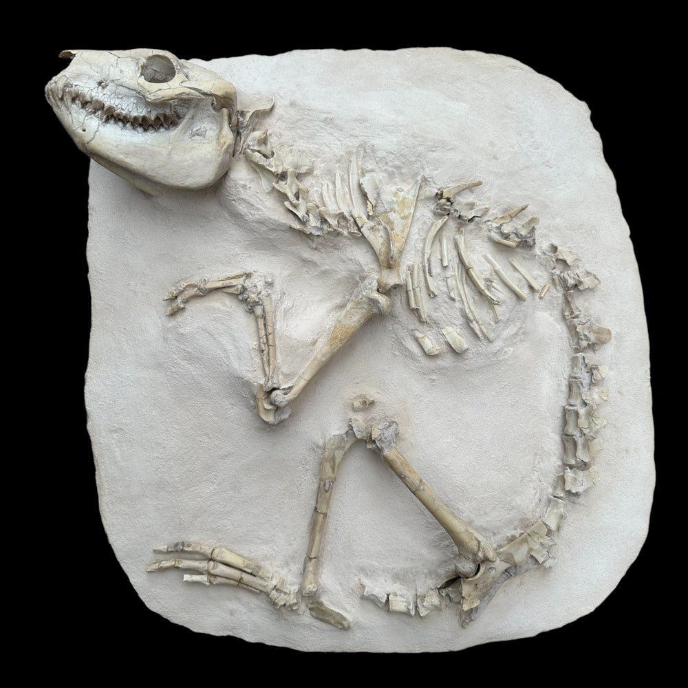 Oreodont Merycoidodontidae aus dem Oligozän