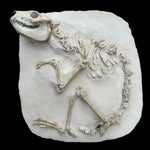 Oreodont Merycoidodontidae aus dem Oligozän