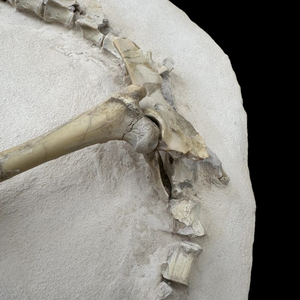 Oreodont Merycoidodontidae aus dem Oligozän
