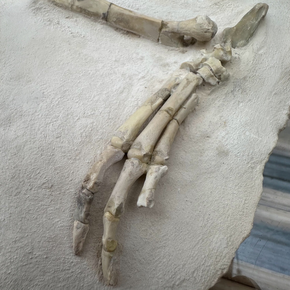 Oreodont Merycoidodontidae aus dem Oligozän