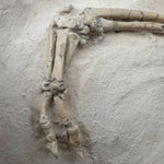 Oreodont Merycoidodontidae aus dem Oligozän