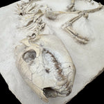 Oreodont Merycoidodontidae aus dem Oligozän