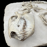 Oreodont Merycoidodontidae aus dem Oligozän